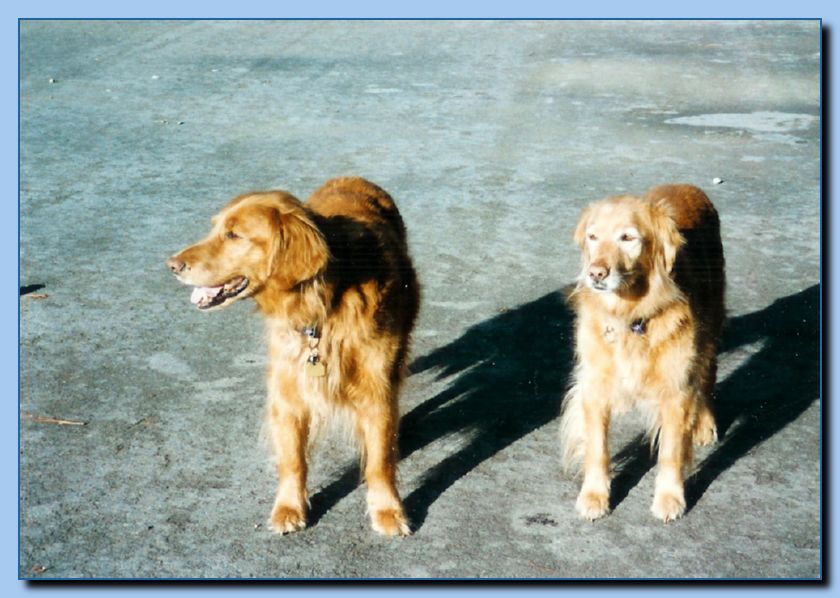 2-46 animal portrait-archive-0011